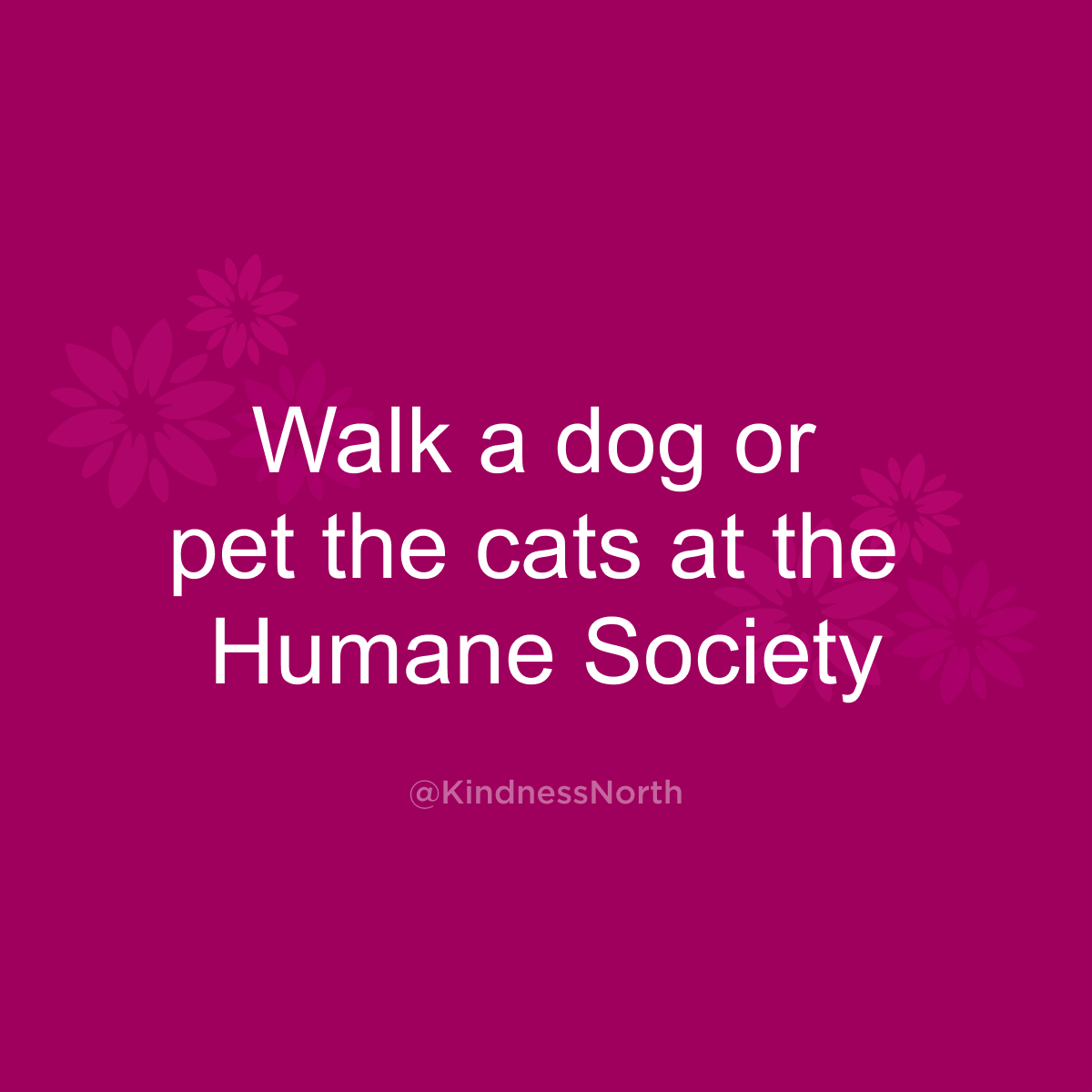 Walk a dog or pet the cats at the Humane Society